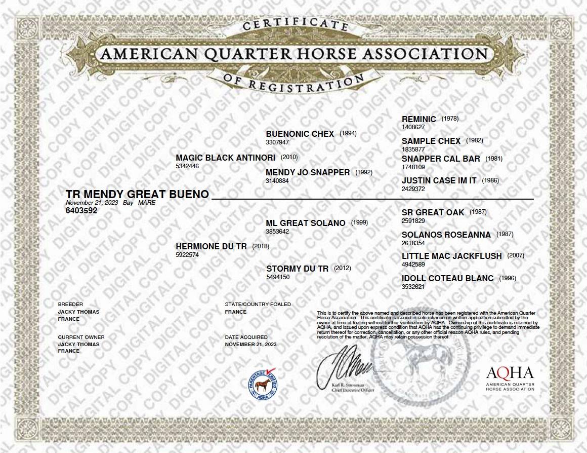 Cavalla Quarter Horse In vendita 2023 Baio ,  MAGIC BLACK ANTINORI