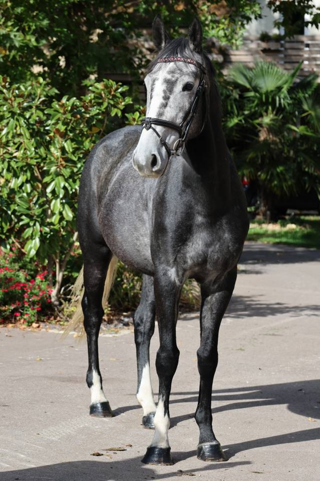 Castrone Sella Francese In vendita 2021 Grigio ,  Prinz Clintus