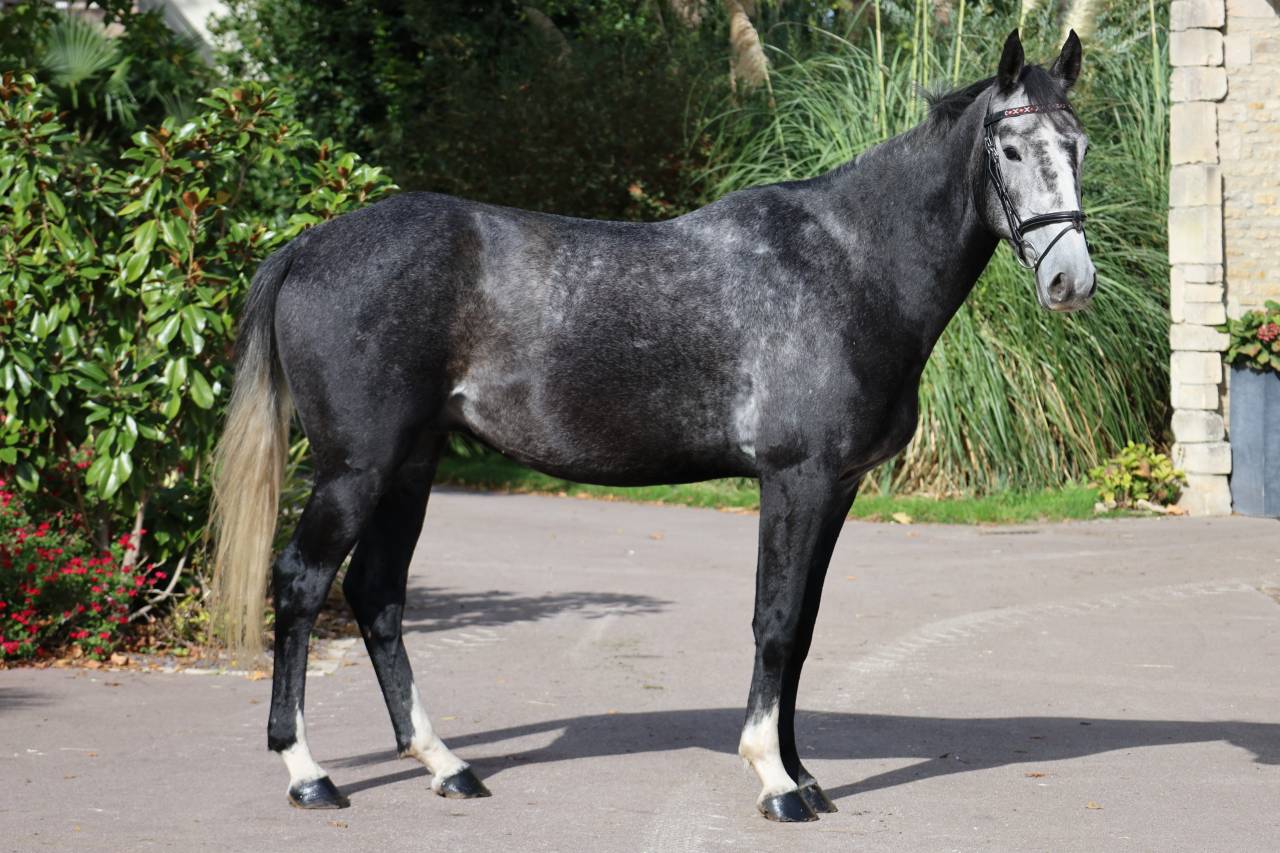 Castrone Sella Francese In vendita 2021 Grigio ,  Prinz Clintus