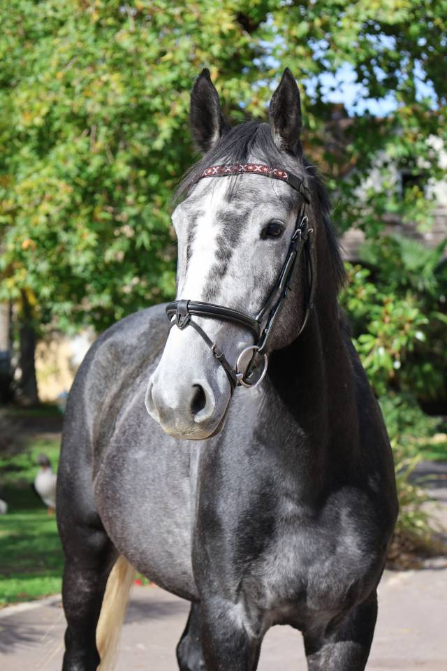 Castrone Sella Francese In vendita 2021 Grigio ,  Prinz Clintus