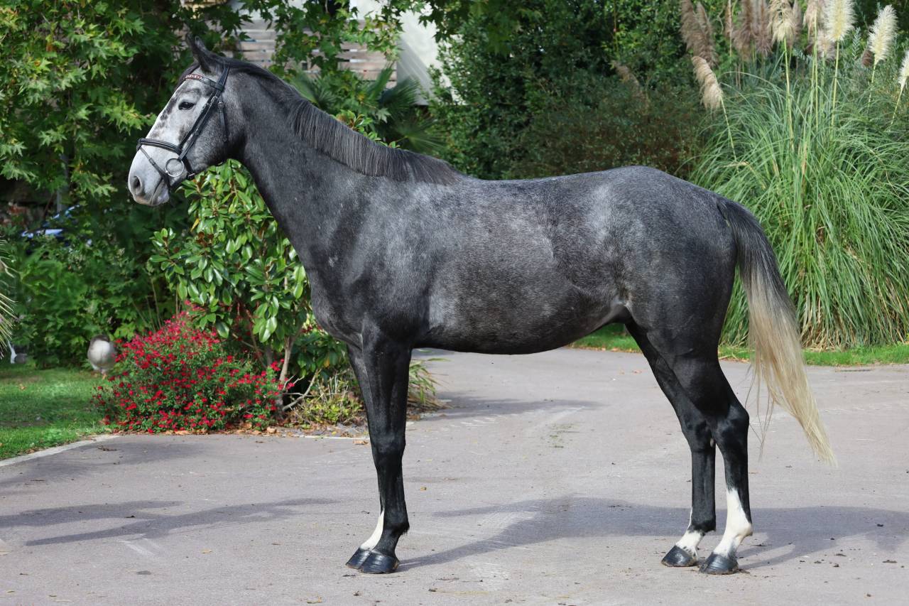 Castrone Sella Francese In vendita 2021 Grigio ,  Prinz Clintus