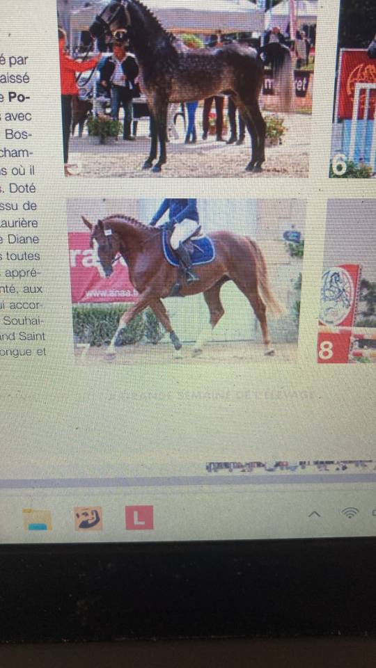 Stallone Anglo-Arabo In vendita 2014 Sauro ,  Business 
