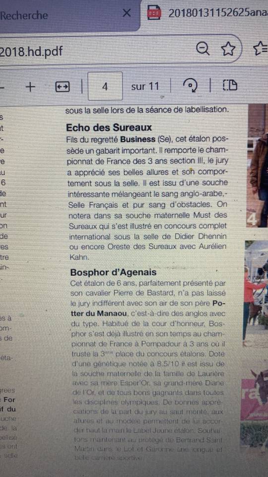 Stallone Anglo-Arabo In vendita 2014 Sauro ,  Business 