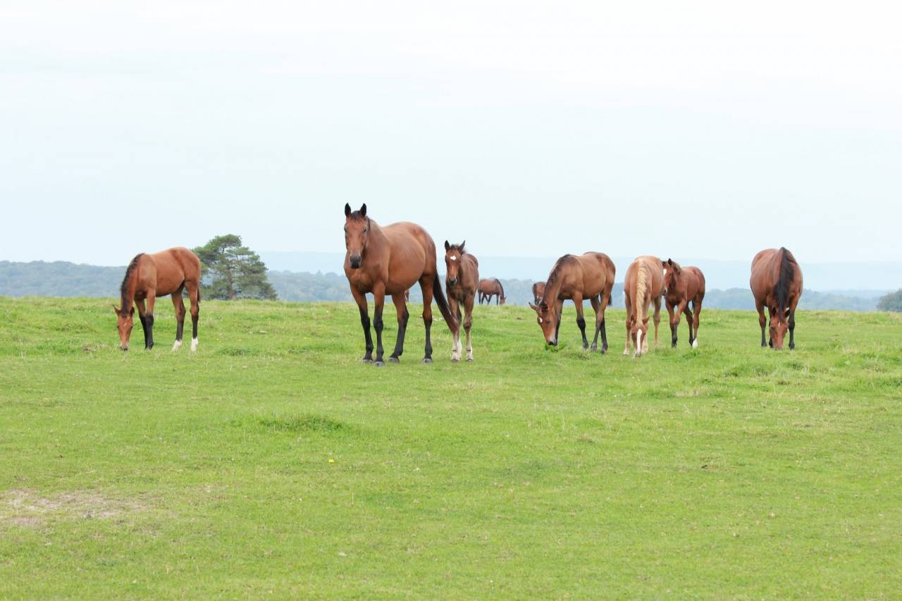 Puledro Sella Francese In vendita 2024 Baio