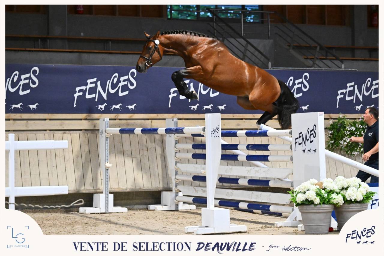 Puledro Sella Francese In vendita 2024 Baio