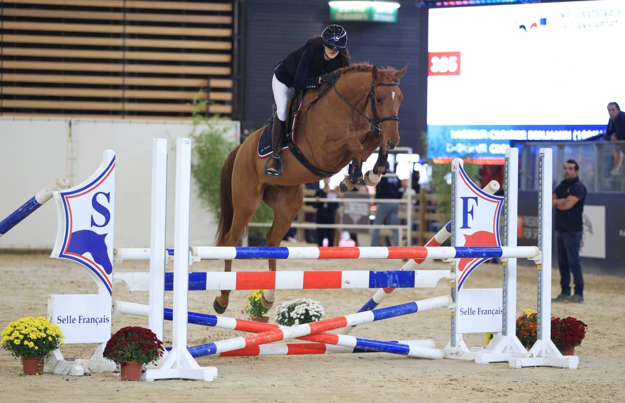Puledro Sella Francese In vendita 2024 Baio