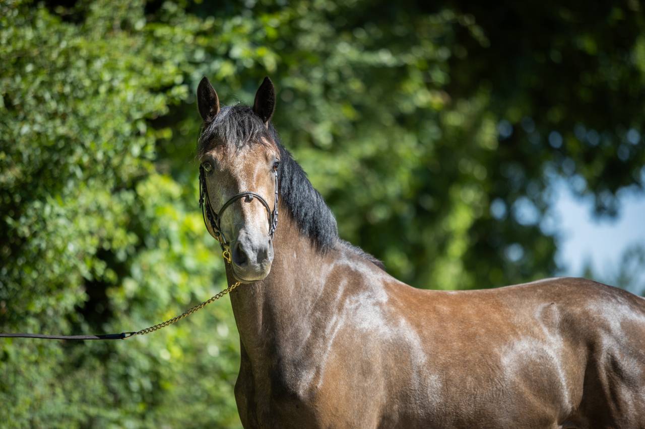 Castrone PFS Pony Francese da Sella In vendita 2023 Grigio ,  Jarnac de la Duche