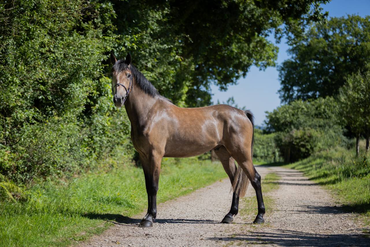 Castrone PFS Pony Francese da Sella In vendita 2023 Grigio ,  Jarnac de la Duche
