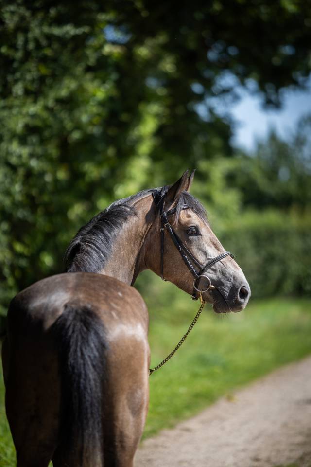 Castrone PFS Pony Francese da Sella In vendita 2023 Grigio ,  Jarnac de la Duche