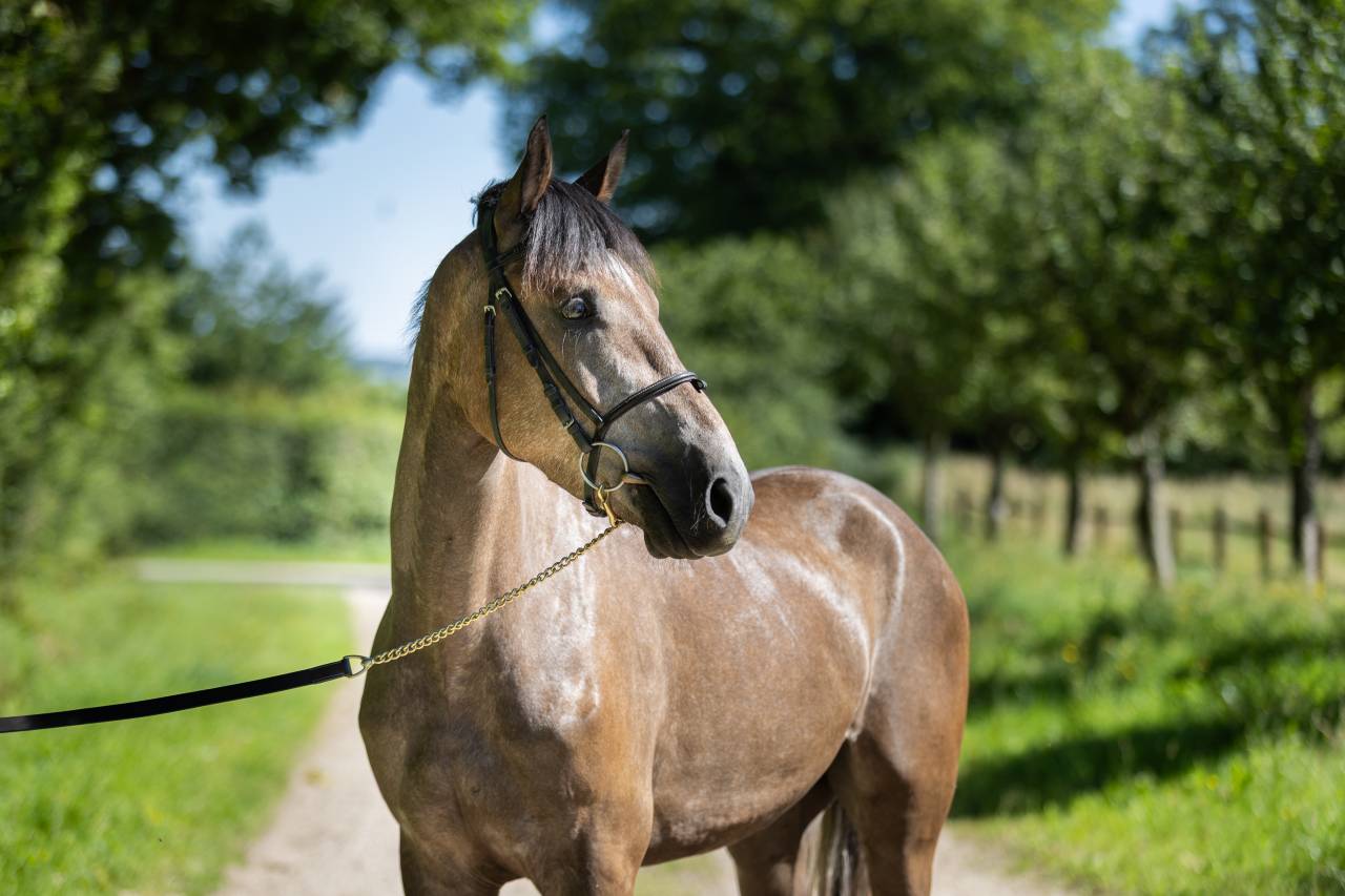 Castrone PFS Pony Francese da Sella In vendita 2023 Grigio ,  Jarnac de la Duche