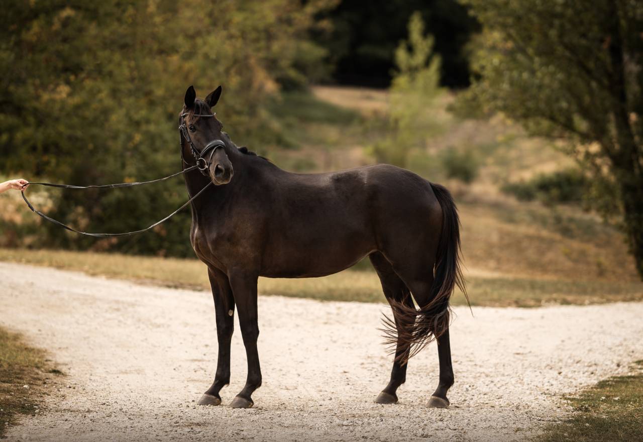Cavalla Origine non conosciuta  In vendita 2022 Nero