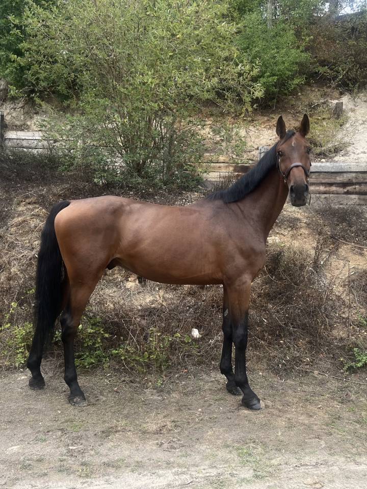Castrone Zangersheide In vendita 2019 Baio