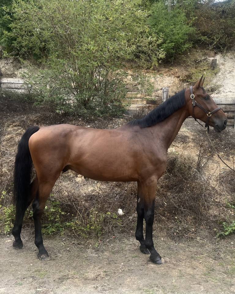 Castrone Zangersheide In vendita 2019 Baio