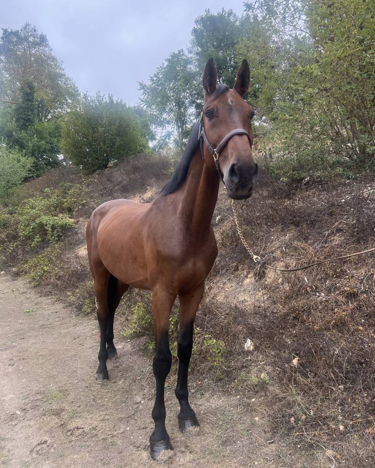 Castrone Zangersheide In vendita 2019 Baio