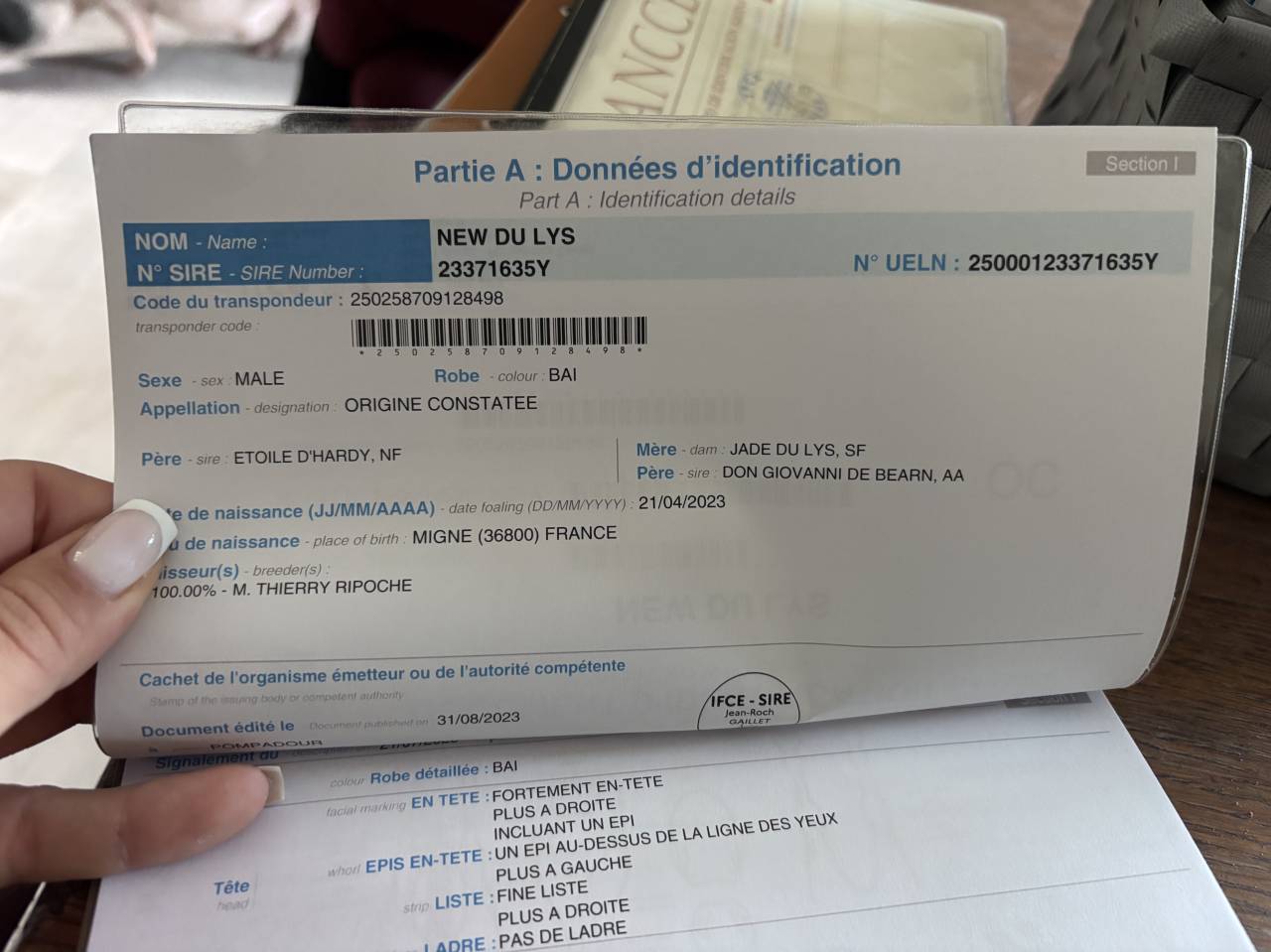 Castrone Origine non conosciuta  In vendita 2023 Baio ,  ETOILE D HARDY (NF)