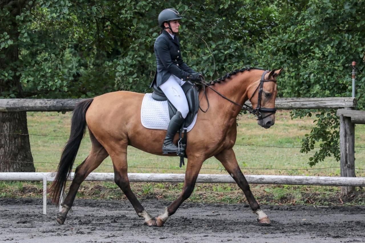 Castrone Origine non conosciuta  In vendita 2021 Isabella ,  BE CHAMPION SUPREME D'ETE