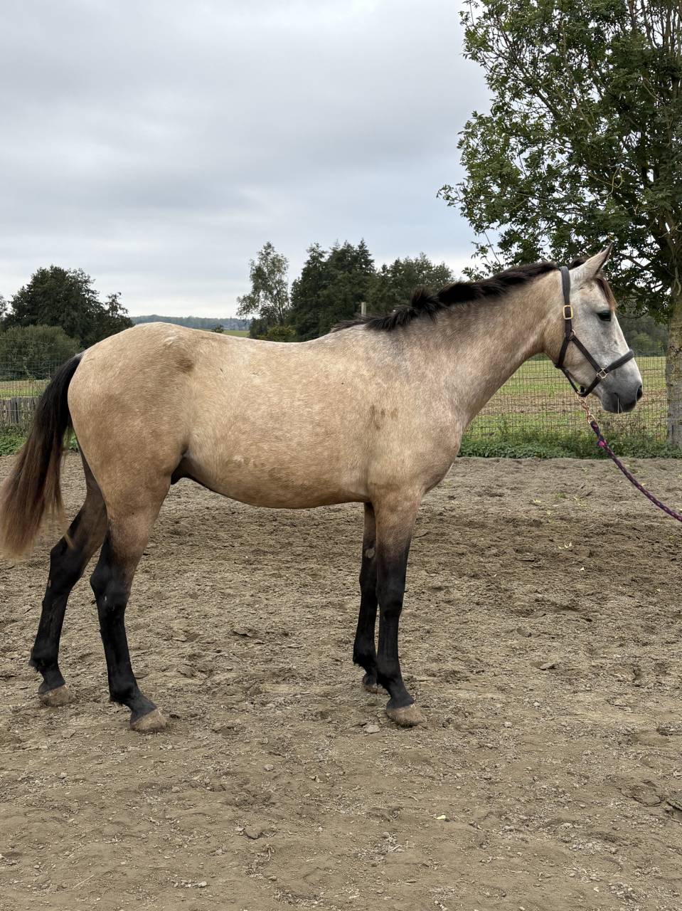 Castrone PRE Andaluso In vendita 2023 Isabella