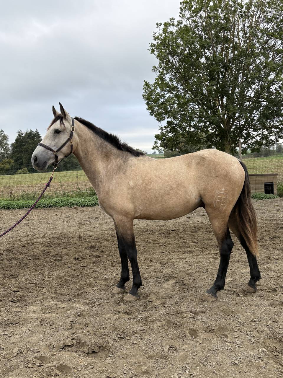 Castrone PRE Andaluso In vendita 2023 Isabella