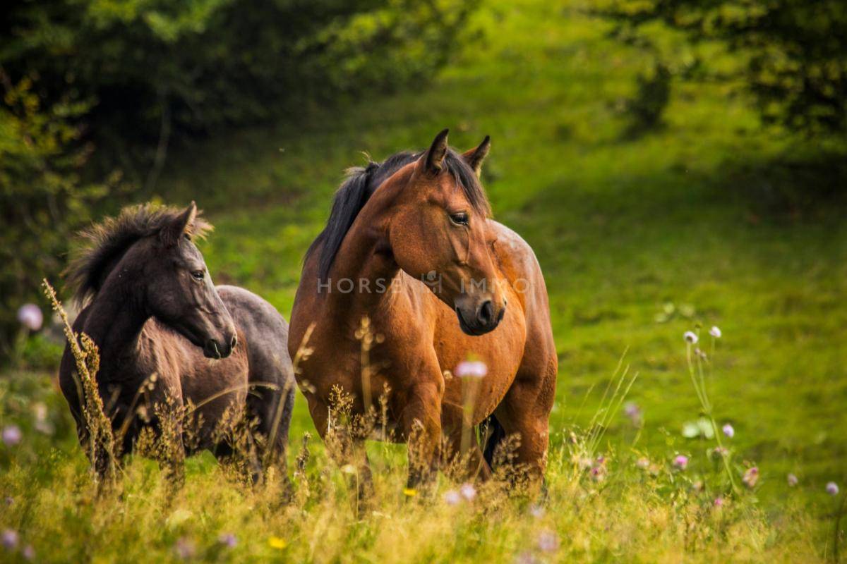 Propriet&agrave; equestre In vendita Bouches-du-Rh&ocirc;ne