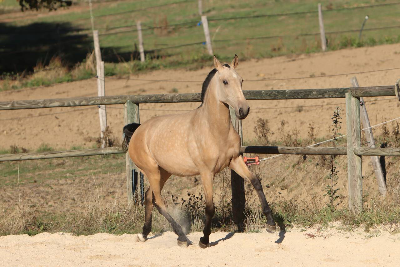 Puledra Lusitano In vendita 2025 Isabella ,  MAGISTRAL DE LA COMBE