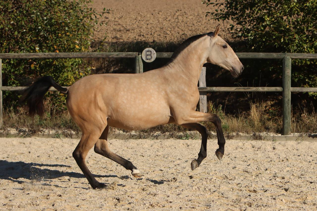 Puledra Lusitano In vendita 2025 Isabella ,  MAGISTRAL DE LA COMBE