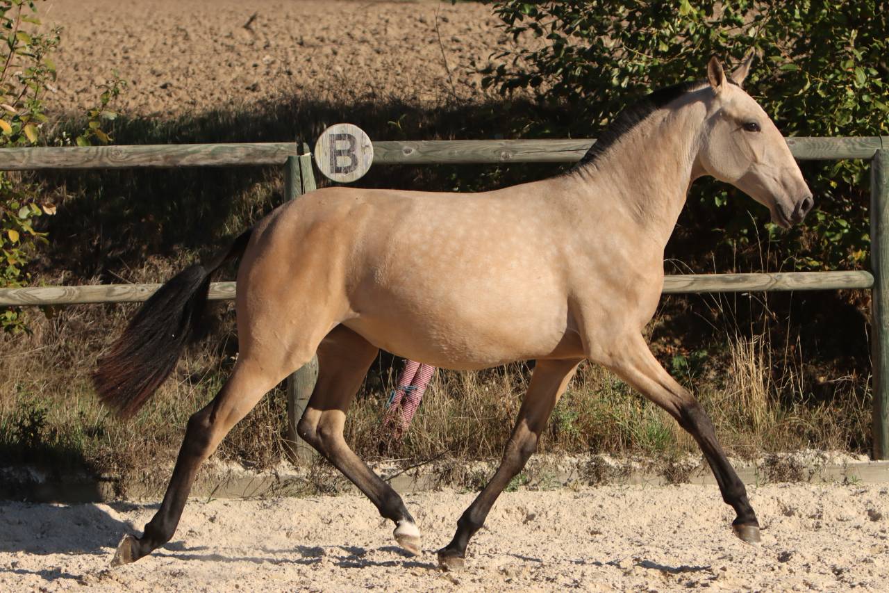 Puledra Lusitano In vendita 2025 Isabella ,  MAGISTRAL DE LA COMBE