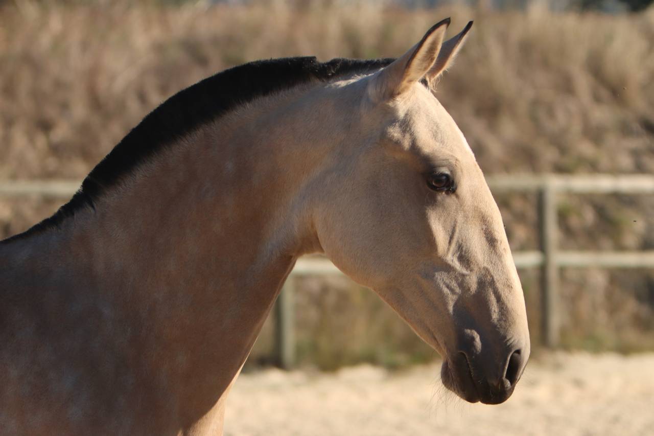 Puledra Lusitano In vendita 2025 Isabella ,  MAGISTRAL DE LA COMBE