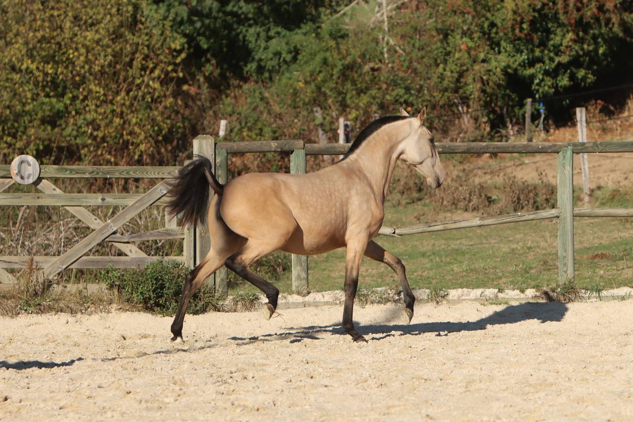 Puledra Lusitano In vendita 2025 Isabella ,  MAGISTRAL DE LA COMBE