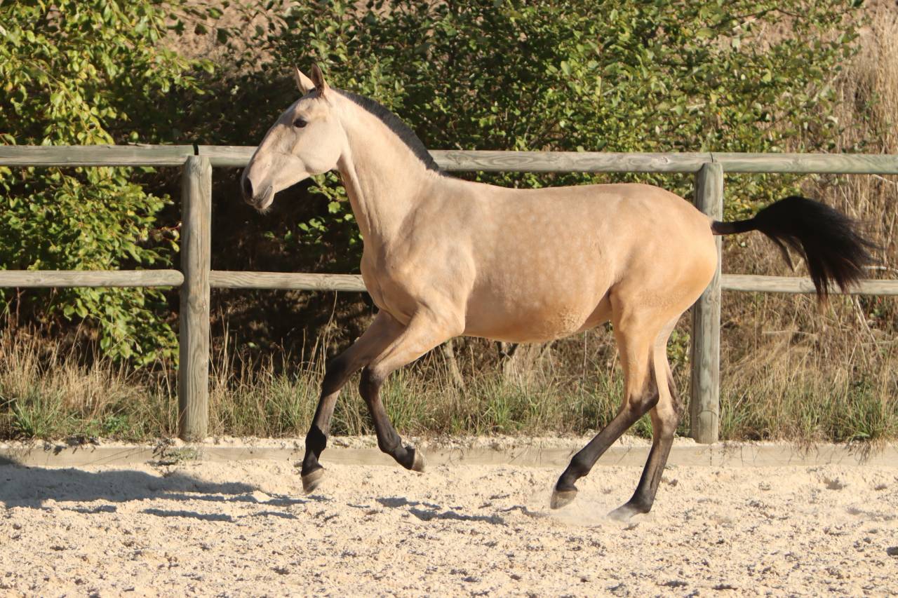 Puledra Lusitano In vendita 2025 Isabella ,  MAGISTRAL DE LA COMBE