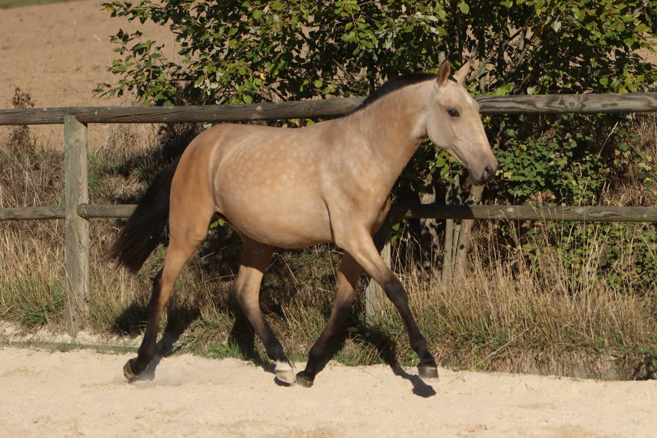 Puledra Lusitano In vendita 2025 Isabella ,  MAGISTRAL DE LA COMBE