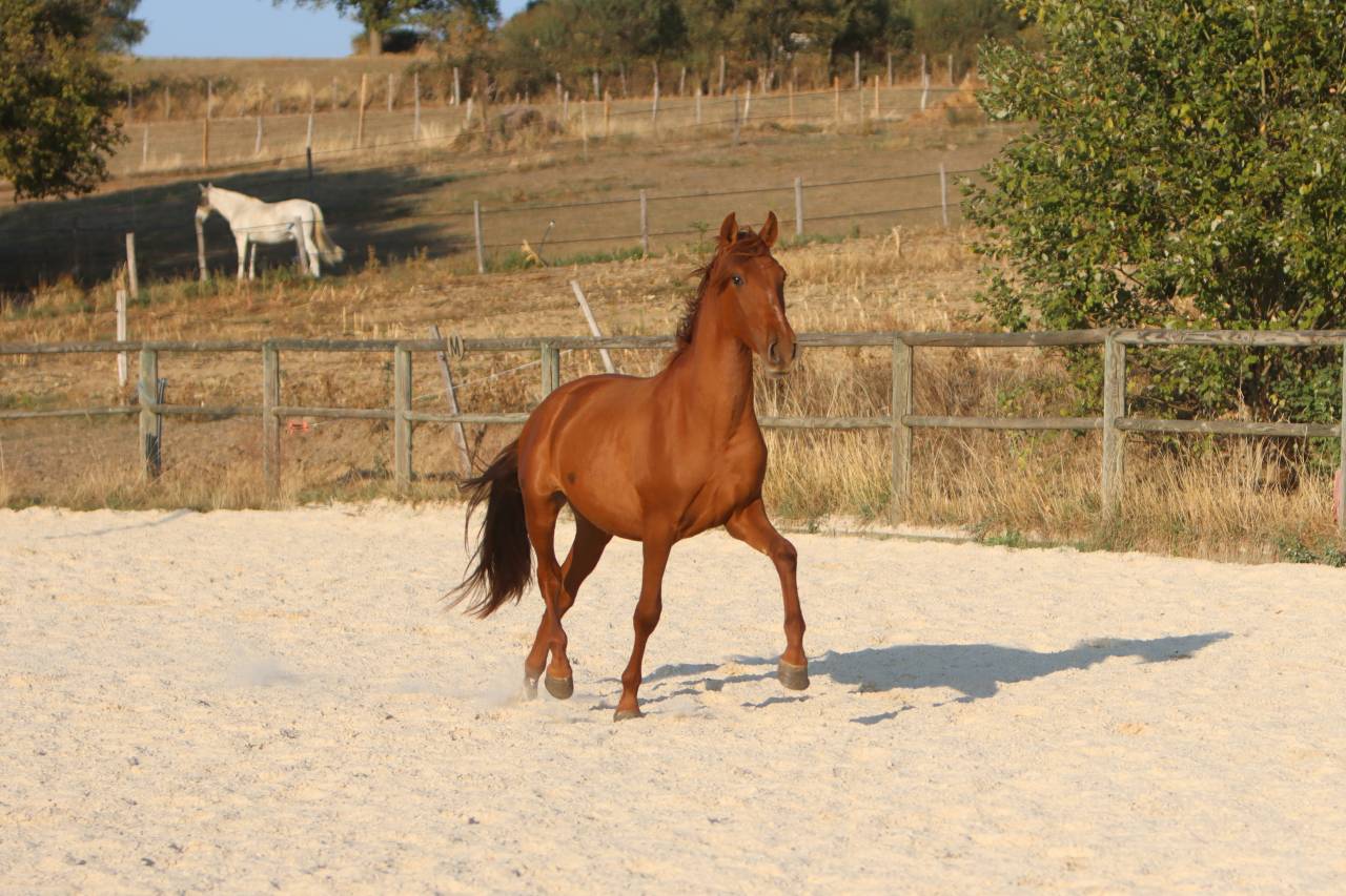 Puledro PRE Andaluso In vendita 2024 Sauro ,  GUAPO DE LA COMBE