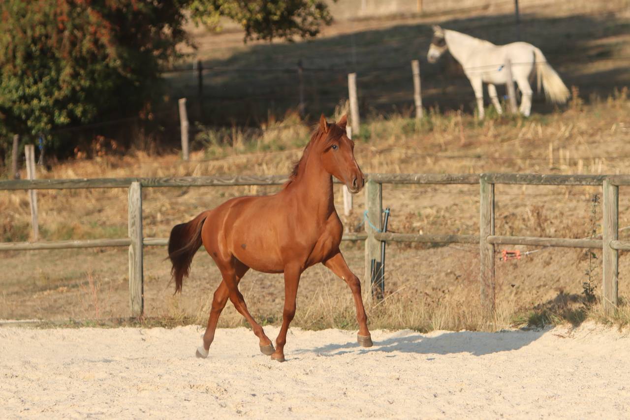 Puledro PRE Andaluso In vendita 2024 Sauro ,  GUAPO DE LA COMBE
