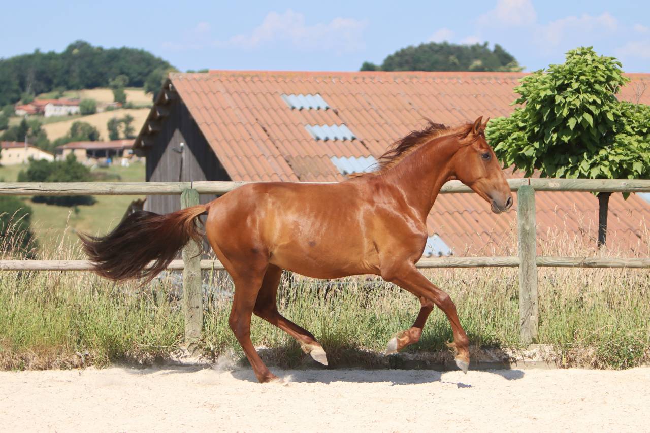 Puledro PRE Andaluso In vendita 2024 Sauro ,  GUAPO DE LA COMBE