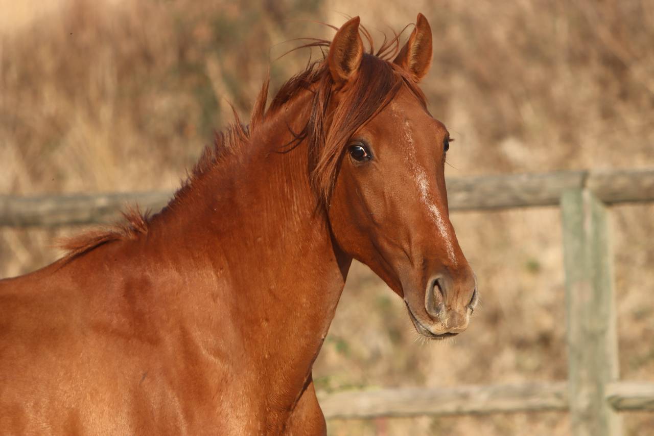 Puledro PRE Andaluso In vendita 2024 Sauro ,  GUAPO DE LA COMBE