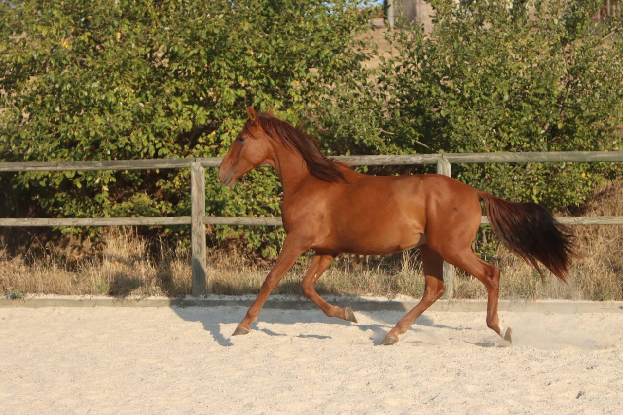 Puledro PRE Andaluso In vendita 2024 Sauro ,  GUAPO DE LA COMBE