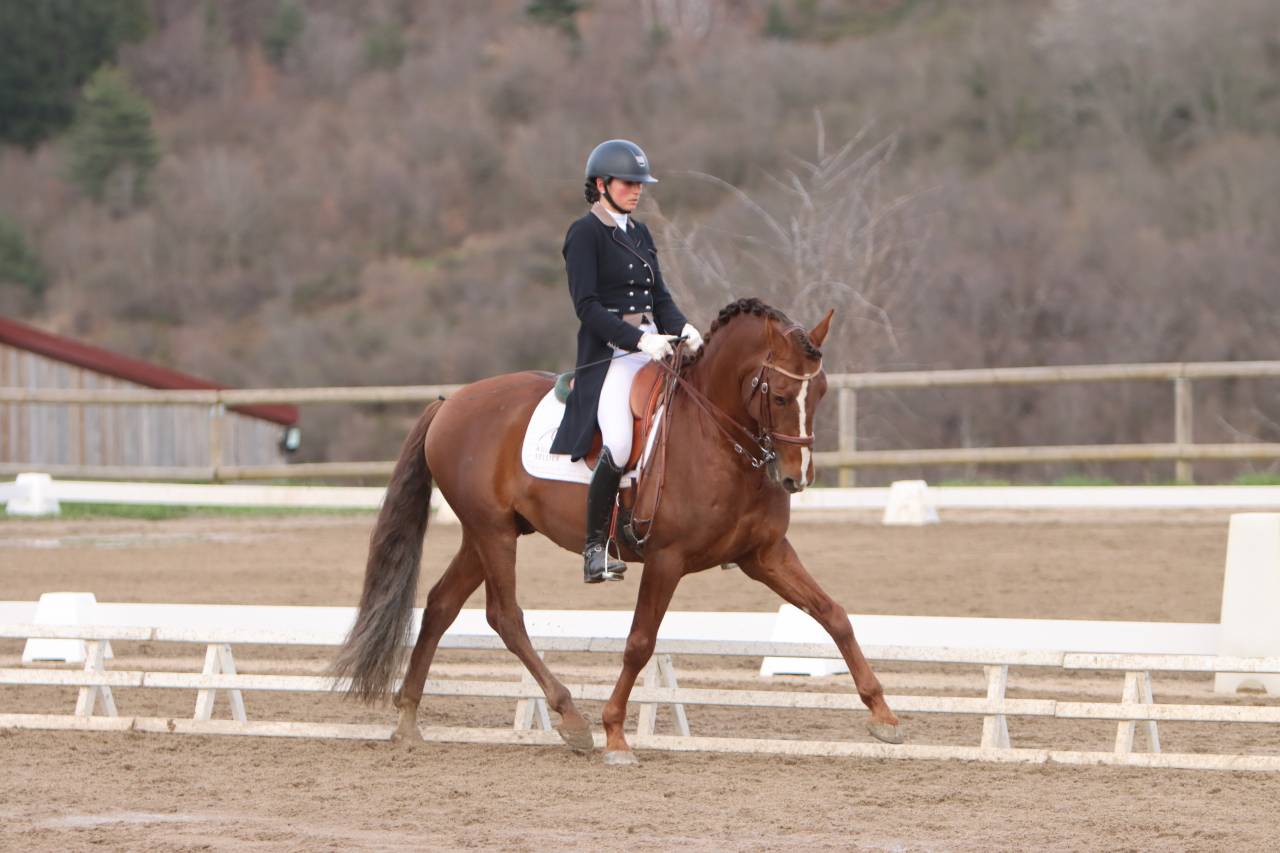 Puledro PRE Andaluso In vendita 2024 Sauro ,  GUAPO DE LA COMBE