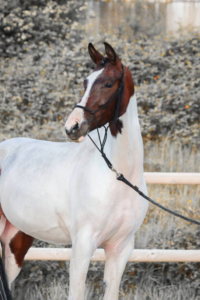 Cavalla KWPN Cavallo da Sport Neerlandese In vendita 2023 Tobiano ,  FOR FERRERO