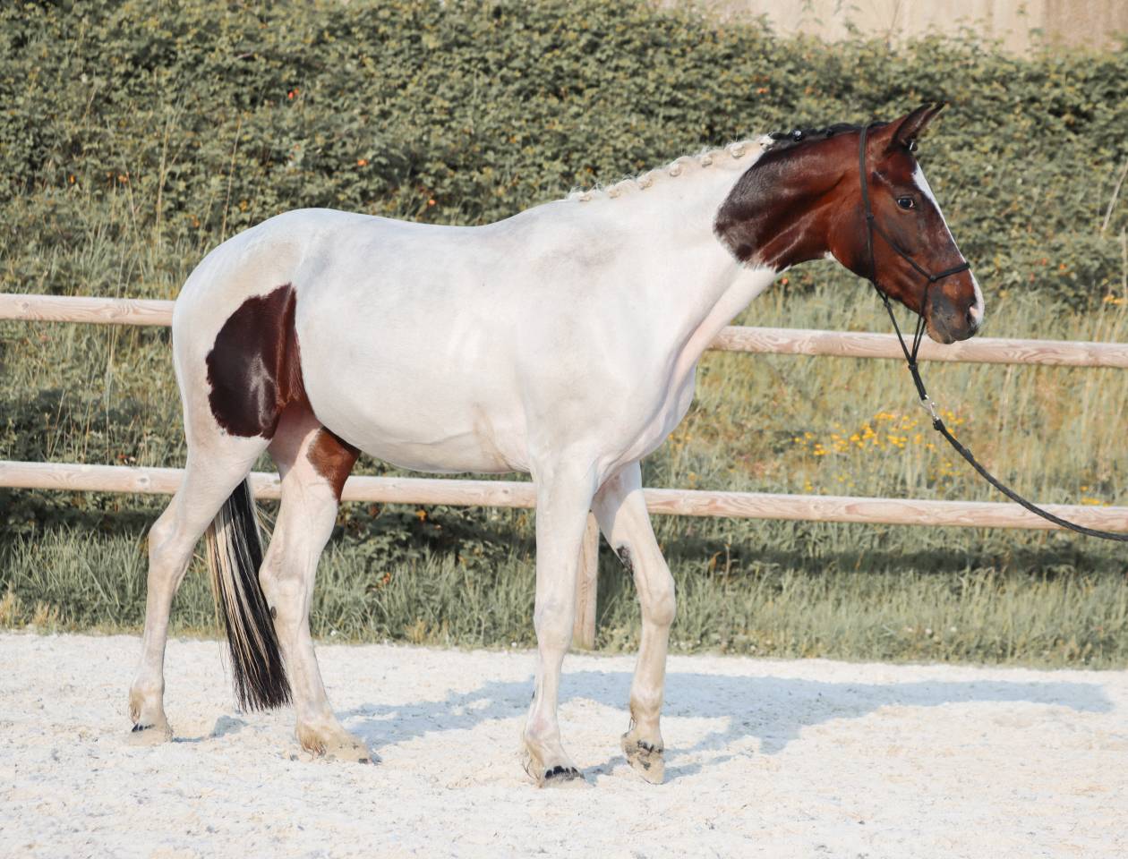 Cavalla KWPN Cavallo da Sport Neerlandese In vendita 2023 Tobiano ,  FOR FERRERO
