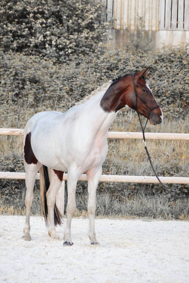 Cavalla KWPN Cavallo da Sport Neerlandese In vendita 2023 Tobiano ,  FOR FERRERO