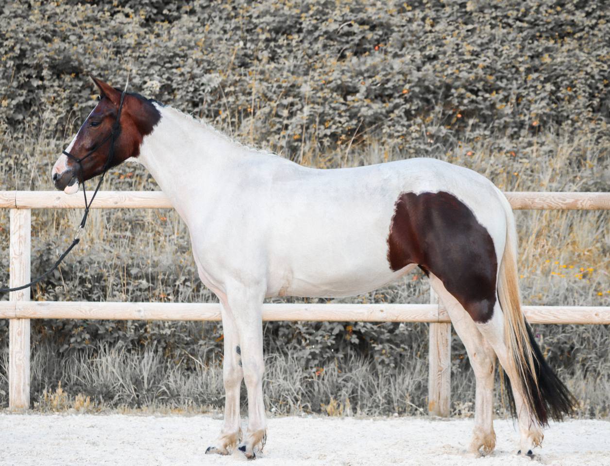 Cavalla KWPN Cavallo da Sport Neerlandese In vendita 2023 Tobiano ,  FOR FERRERO