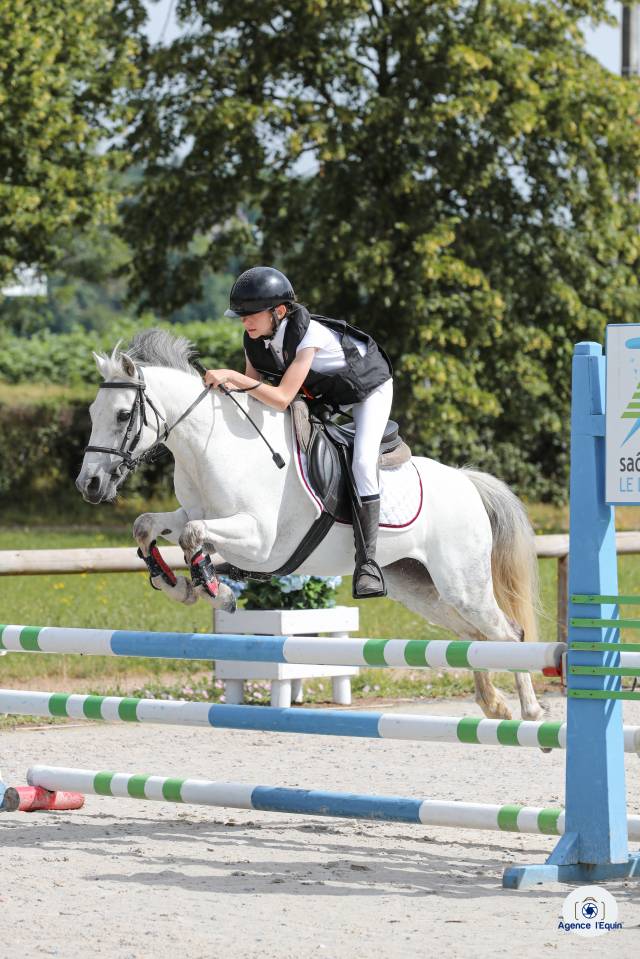 Fattrice Welsh Poney (Sezione B) In vendita 2010 Grigio