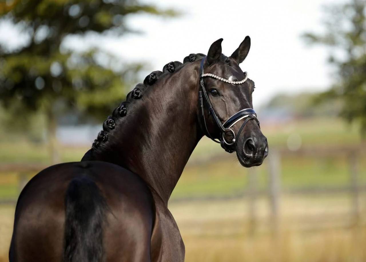 Castrone KWPN Cavallo da Sport Neerlandese In vendita 2020 Nero ,  GOVERNOR