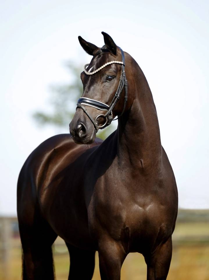 Castrone KWPN Cavallo da Sport Neerlandese In vendita 2020 Nero ,  GOVERNOR