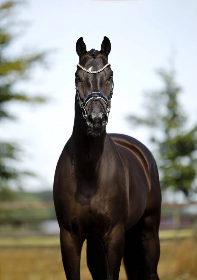 Castrone KWPN Cavallo da Sport Neerlandese In vendita 2020 Nero ,  GOVERNOR