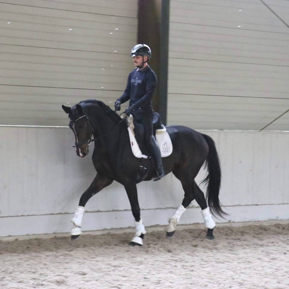 Castrone KWPN Cavallo da Sport Neerlandese In vendita 2023 Baio scuro ,  FOR FERRERO