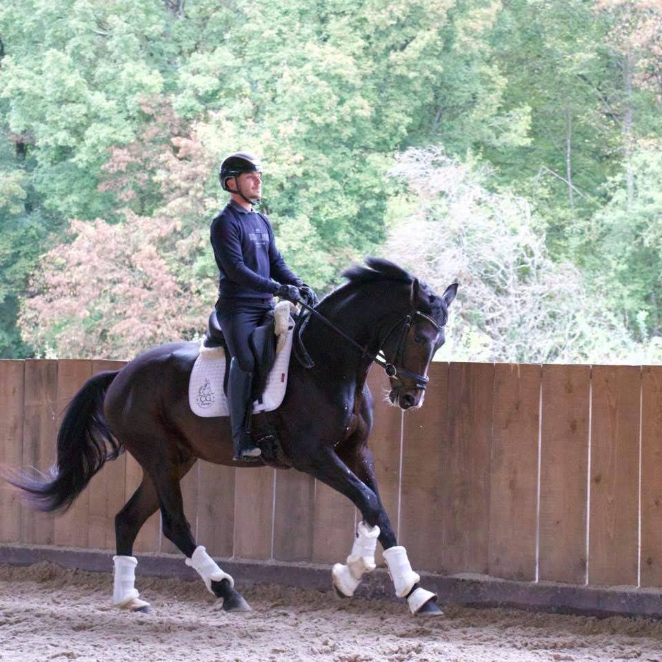 Castrone KWPN Cavallo da Sport Neerlandese In vendita 2023 Baio scuro ,  FOR FERRERO