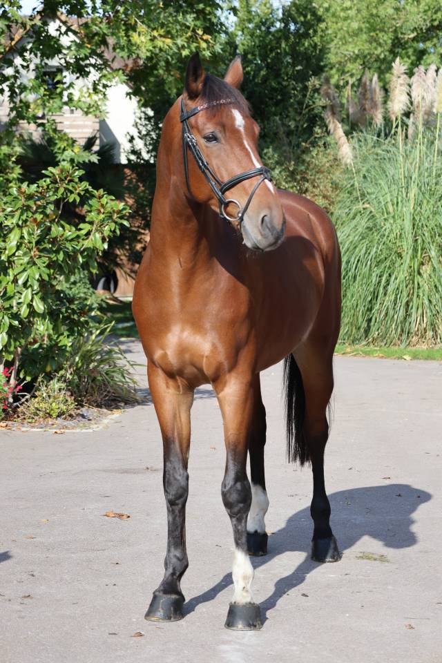 Castrone Sella Francese In vendita 2019 Baio ,  Prinz Clintus