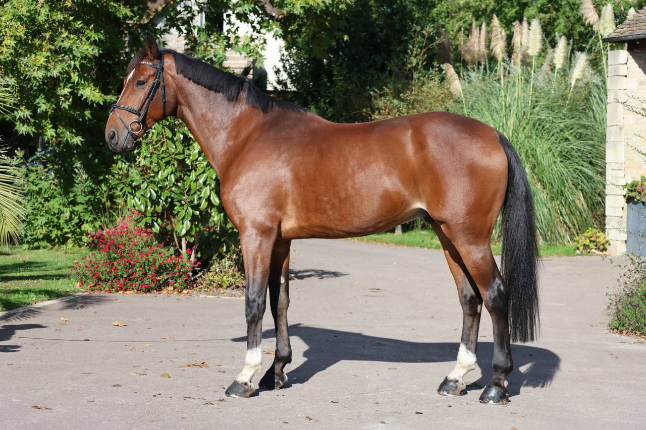 Castrone Sella Francese In vendita 2019 Baio ,  Prinz Clintus