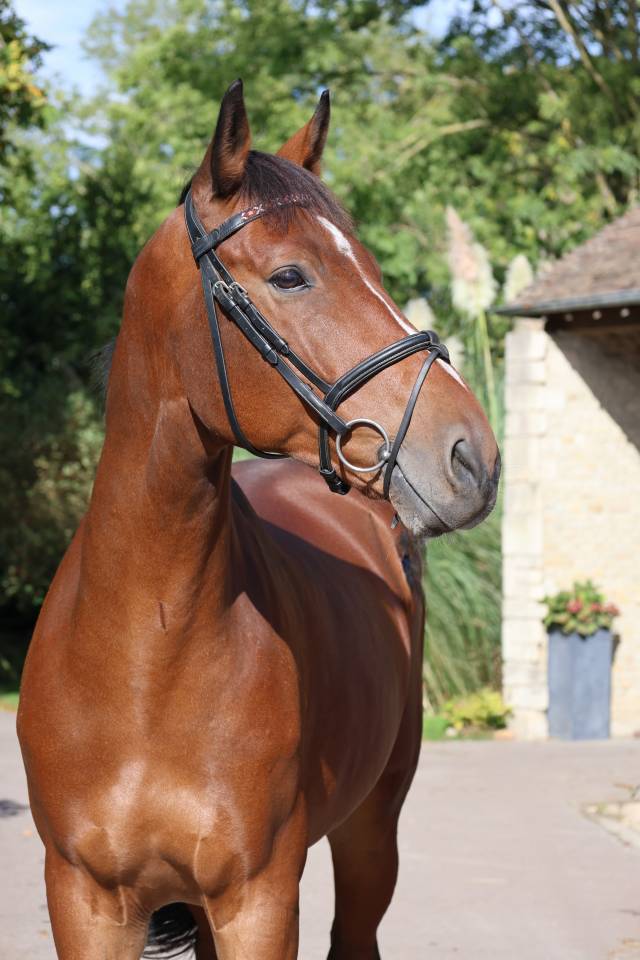 Castrone Sella Francese In vendita 2019 Baio ,  Prinz Clintus