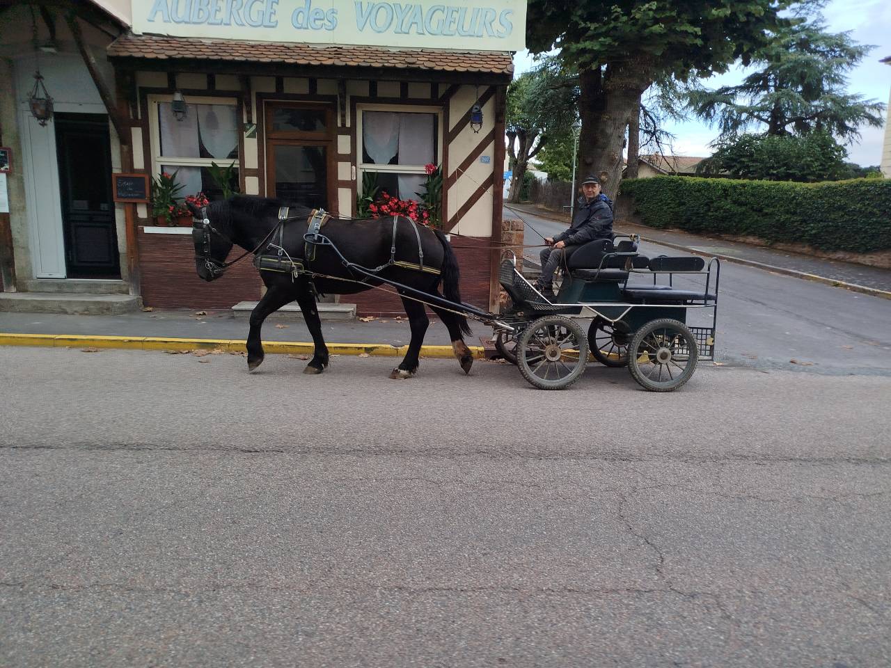 Cavalla Percheron In vendita 2023 Baio scuro